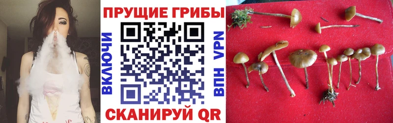 shop состав  Дятьково  Галлюциногенные грибы Psilocybine cubensis 